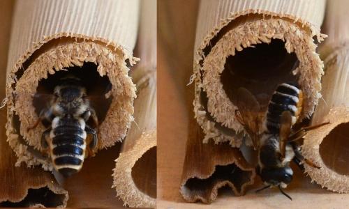 Réf. 187 620 : Megachile albisecta